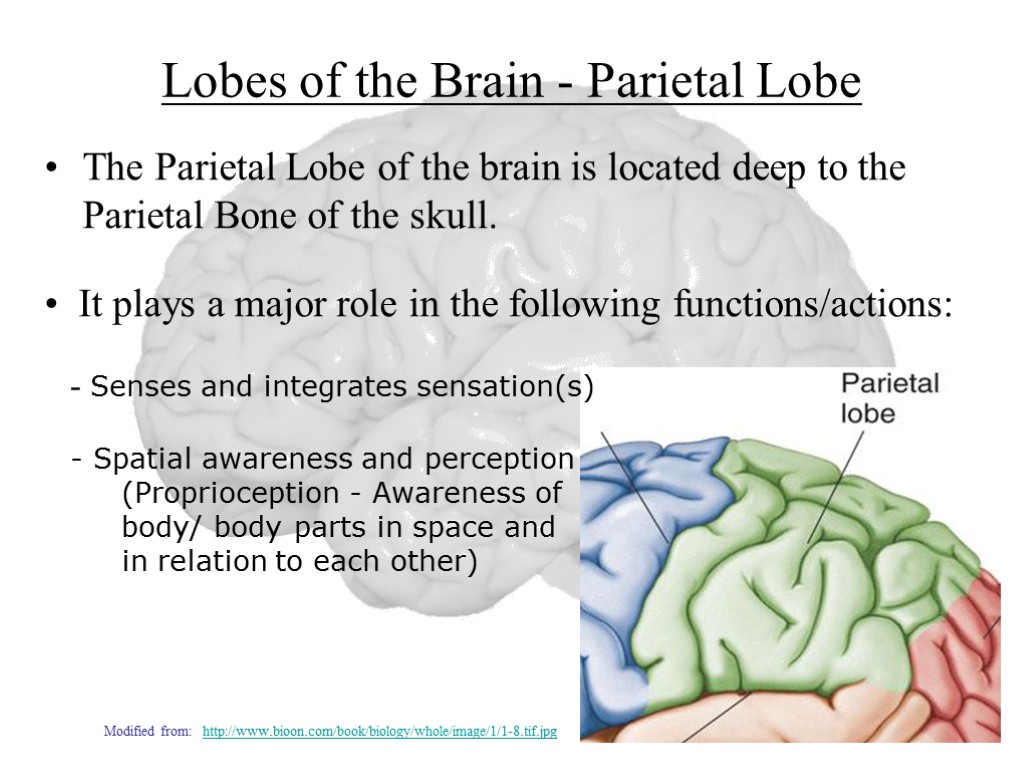 Lobes of the Brain - Parietal Lobe The Parietal Lobe of the brain is